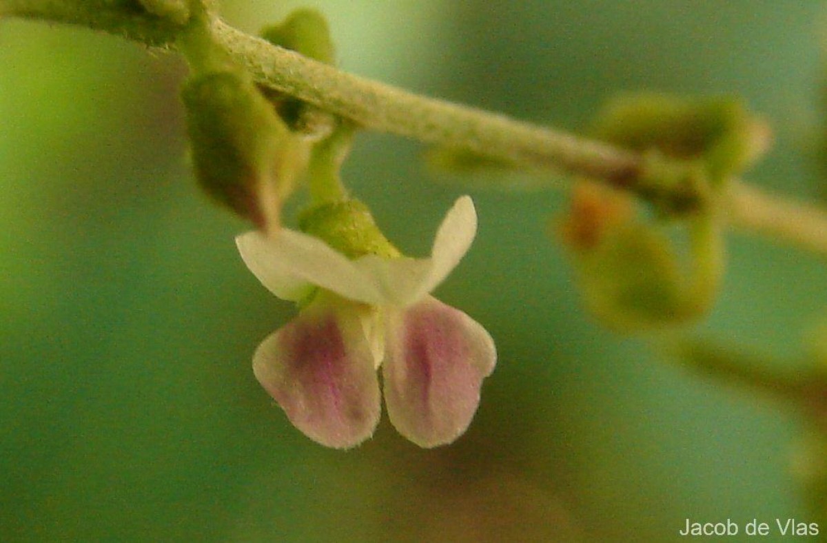 Teramnus labialis (L.f.) Spreng.